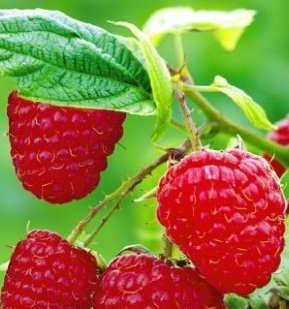 sugana malna